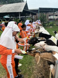 Kegiatan Pemberian Susu Kepada Kambing di 786 Farm